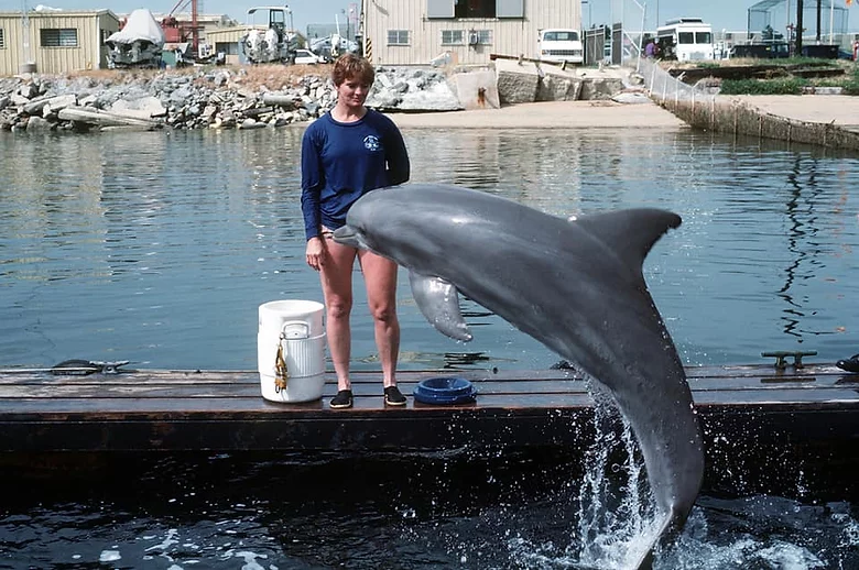 A person standing on a dock beside a leaping dolphin, with a bucket and water surroundings, indicative of learning and development in natural settings.